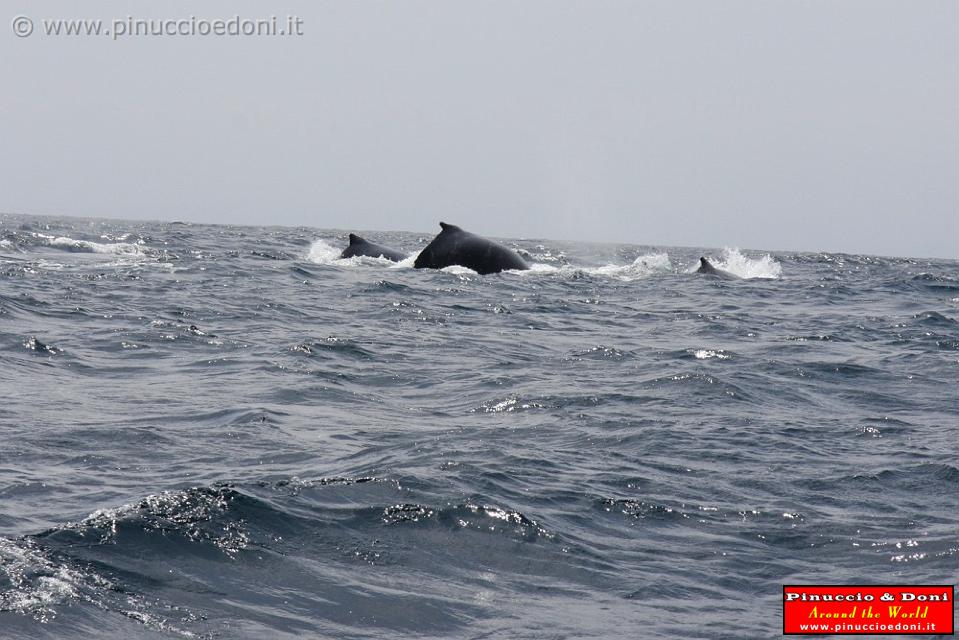 ECUADOR - Whale watching in Puerto Lopez - 06.jpg